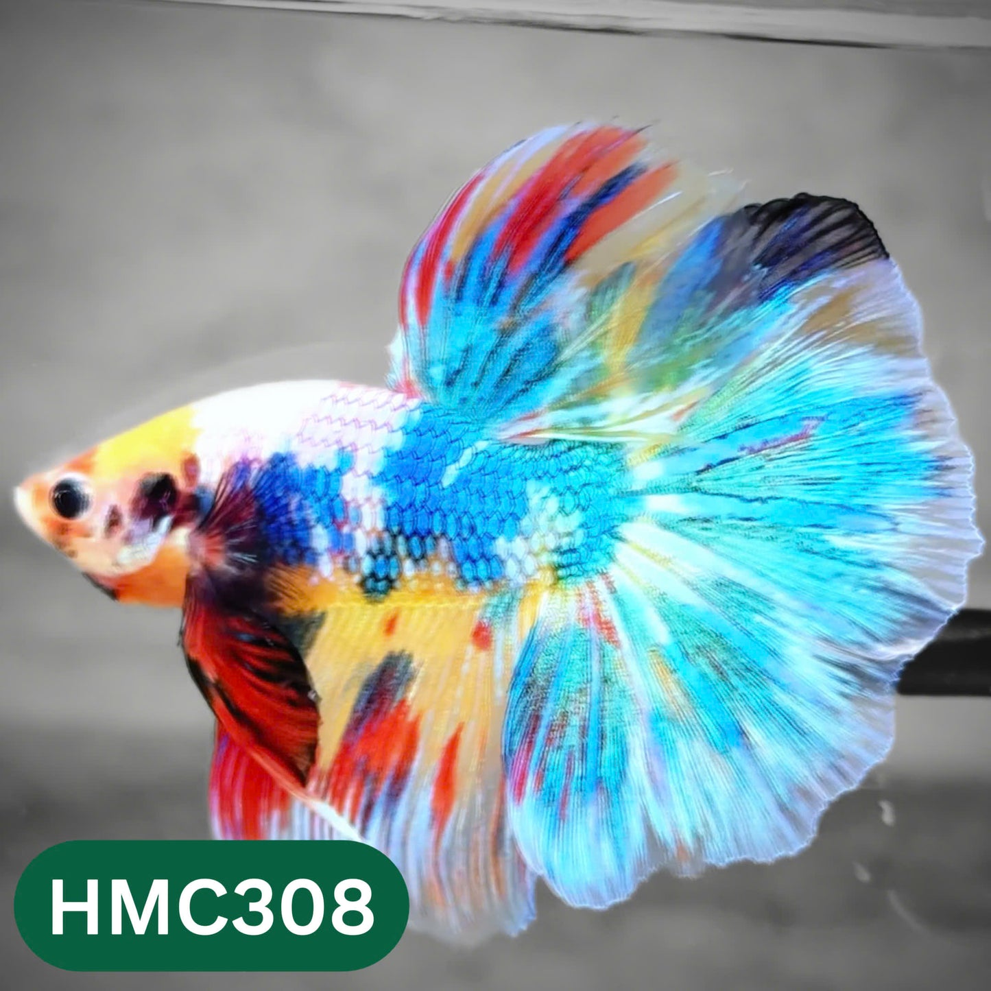 Multicolor Halfmoon Male Betta Fish | High Grade | Order Directly From Farm |  You Pick Fish |