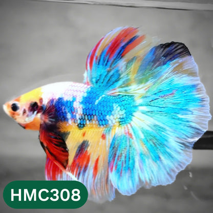 Multicolor Halfmoon Male Betta Fish | High Grade | Order Directly From Farm |  You Pick Fish |