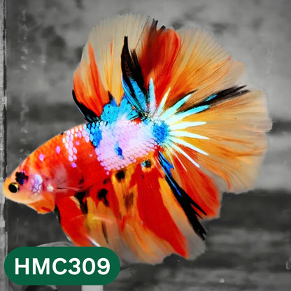Multicolor Halfmoon Male Betta Fish | High Grade | Order Directly From Farm |  You Pick Fish |