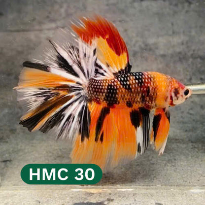 Multicolor Halfmoon Male Betta Fish | High Grade | Order Directly From Farm |  You Pick Fish |