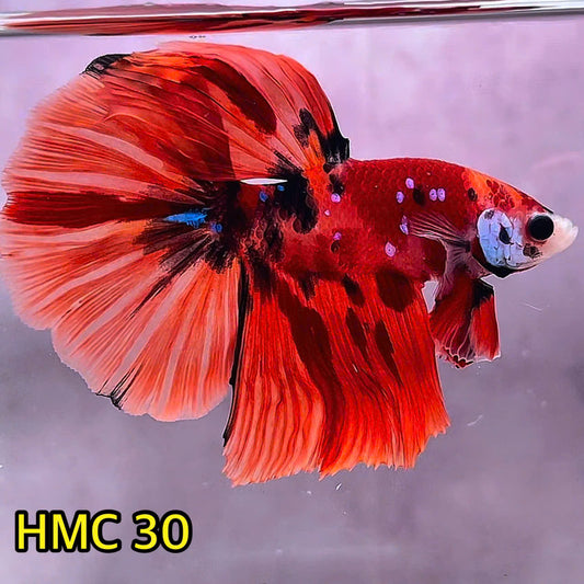 Multicolor Halfmoon Male Betta Fish | Order Directly From Farm | You Pick Fish