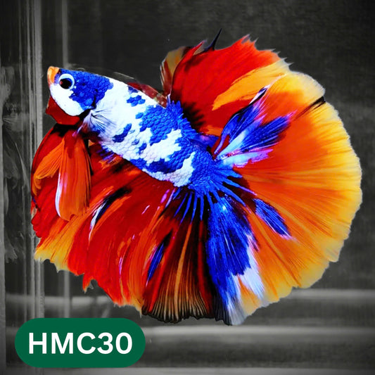Multicolor Halfmoon Male Betta Fish | Order Directly From Farm | You Pick Fish
