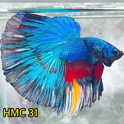 Multicolor Halfmoon Male Betta Fish | High Grade | Order Directly From Farm|  You Pick Fish |