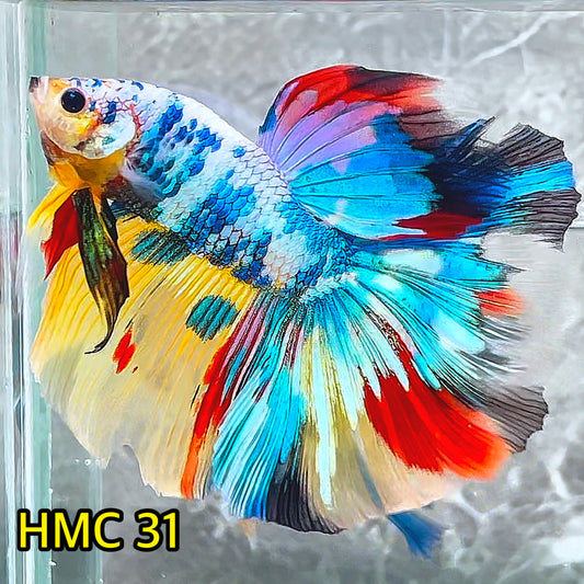 Multicolor Halfmoon Male Betta Fish | High Grade | Order Directly From Farm|  You Pick Fish |