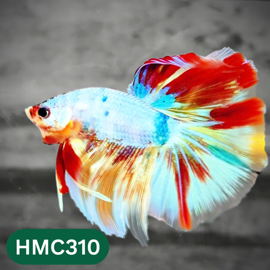 Multicolor Halfmoon Male Betta Fish | High Grade | Order Directly From Farm |  You Pick Fish |