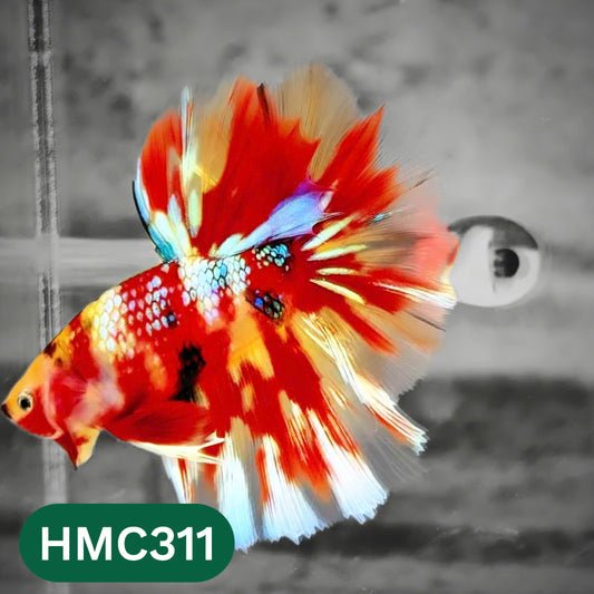 Multicolor Halfmoon Male Betta Fish | High Grade | Order Directly From Farm |  You Pick Fish |
