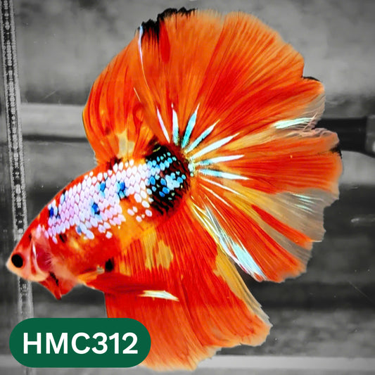 Multicolor Halfmoon Male Betta Fish | High Grade | Order Directly From Farm |  You Pick Fish |