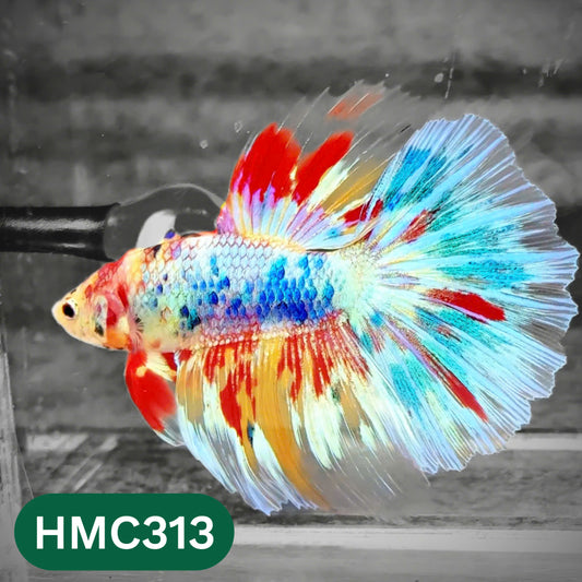 Multicolor Halfmoon Male Betta Fish | High Grade | Order Directly From Farm |  You Pick Fish |