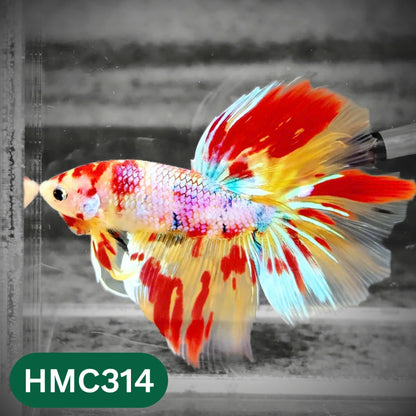 Multicolor Halfmoon Male Betta Fish | High Grade | Order Directly From Farm |  You Pick Fish |