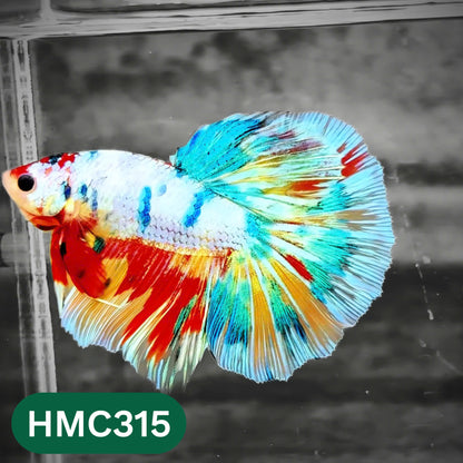 Multicolor Halfmoon Male Betta Fish | High Grade | Order Directly From Farm |  You Pick Fish |