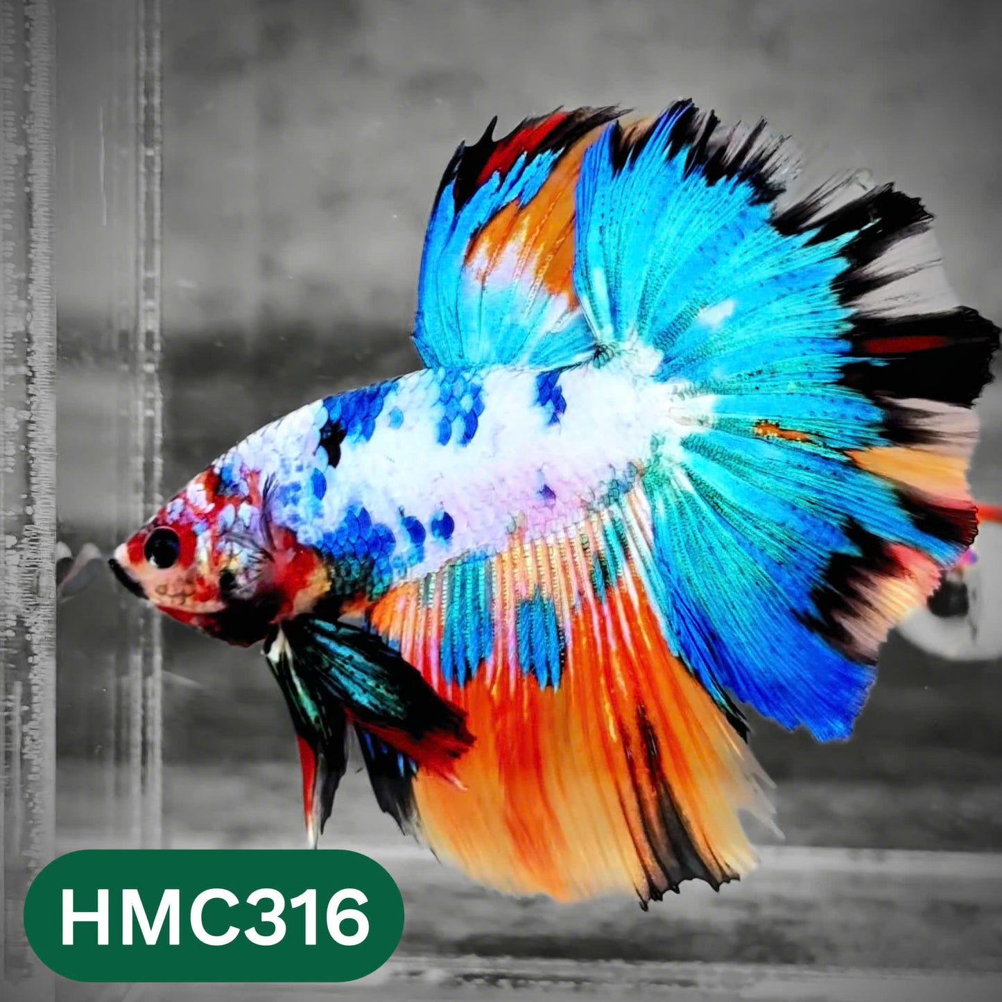 Multicolor Halfmoon Male Betta Fish | High Grade | Order Directly From Farm |  You Pick Fish |