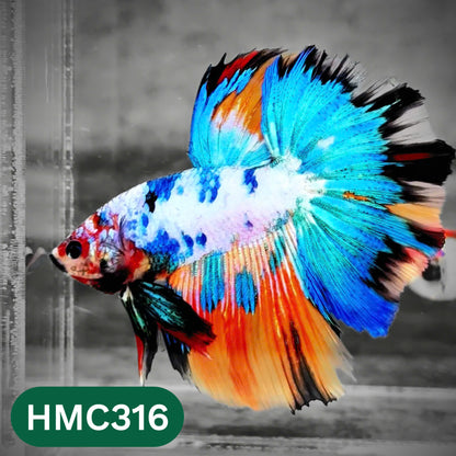 Multicolor Halfmoon Male Betta Fish | High Grade | Order Directly From Farm |  You Pick Fish |