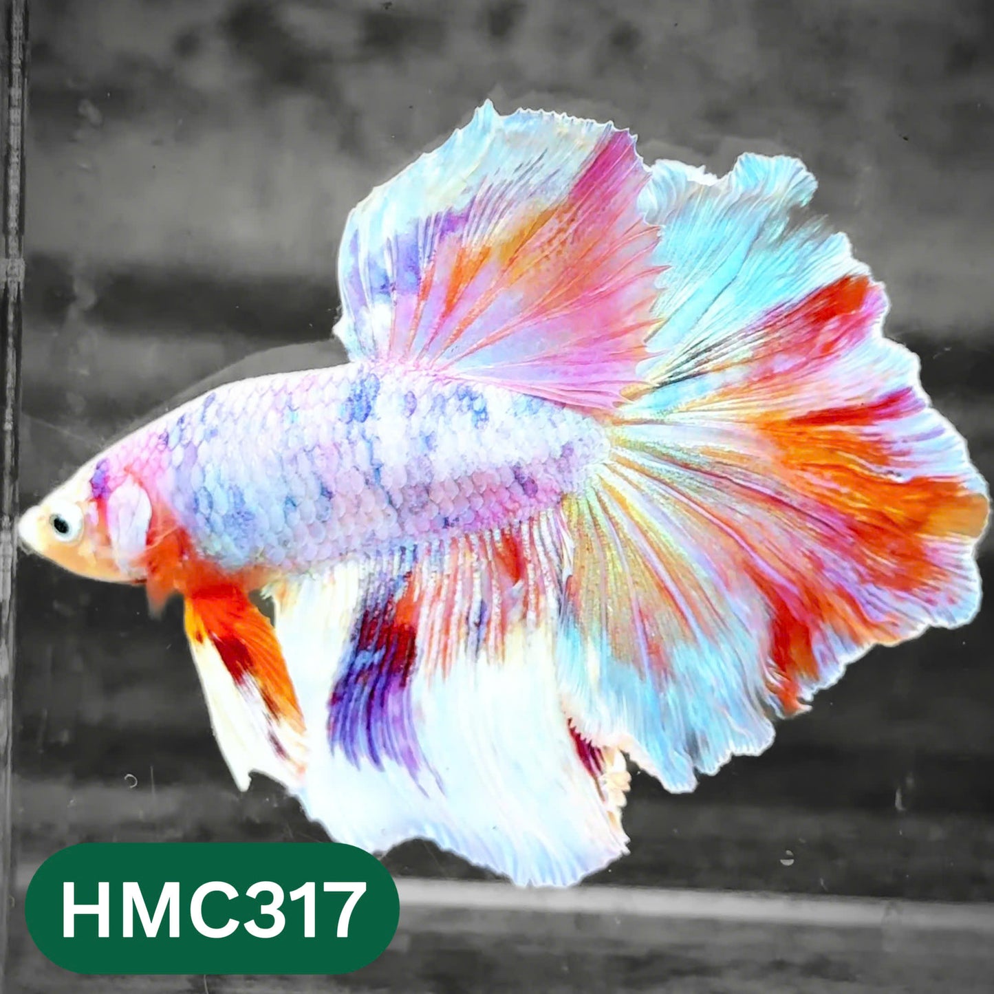 Multicolor Halfmoon Male Betta Fish | High Grade | Order Directly From Farm |  You Pick Fish |