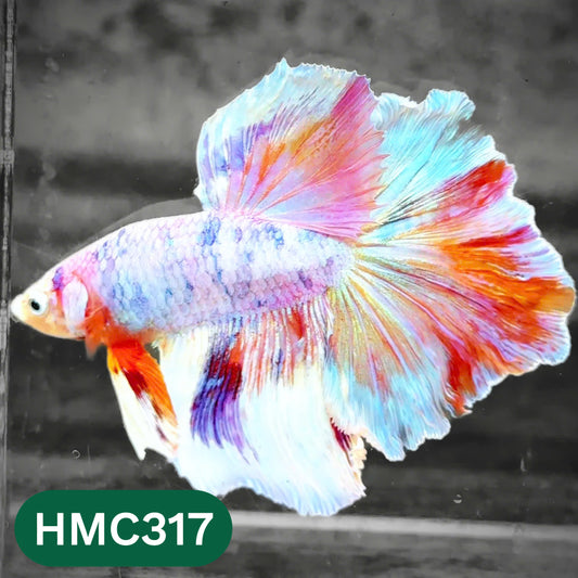 Multicolor Halfmoon Male Betta Fish | High Grade | Order Directly From Farm |  You Pick Fish |