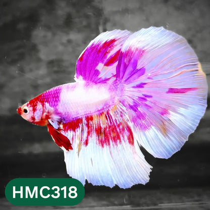 Multicolor Halfmoon Male Betta Fish | High Grade | Order Directly From Farm |  You Pick Fish |