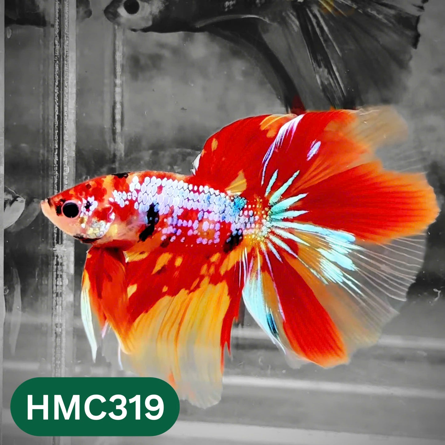 Multicolor Halfmoon Male Betta Fish | High Grade | Order Directly From Farm |  You Pick Fish |