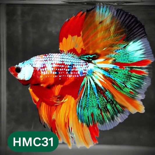 Multicolor Halfmoon Male Betta Fish | Order Directly From Farm | You Pick Fish