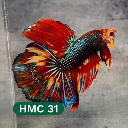 Multicolor Halfmoon Male Betta Fish | High Grade | Order Directly From Farm |  You Pick Fish |