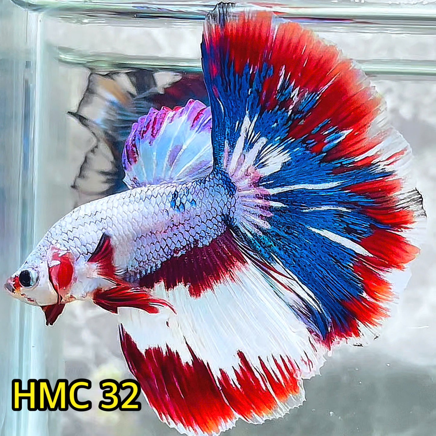 Multicolor Halfmoon Male Betta Fish | High Grade | Order Directly From Farm|  You Pick Fish |