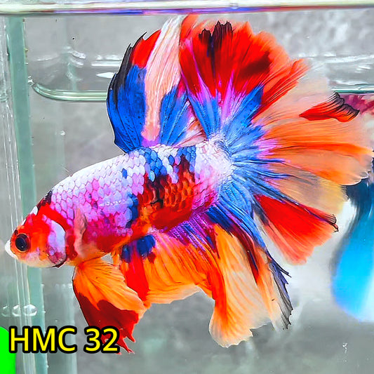 Multicolor Halfmoon Male Betta Fish | High Grade | Order Directly From Farm|  You Pick Fish |