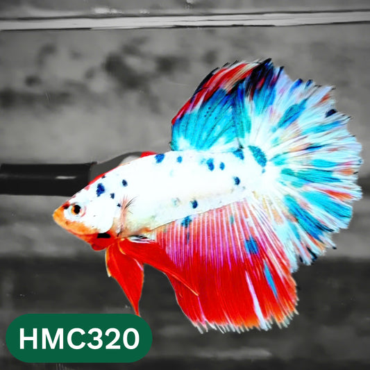 Multicolor Halfmoon Male Betta Fish | High Grade | Order Directly From Farm |  You Pick Fish |