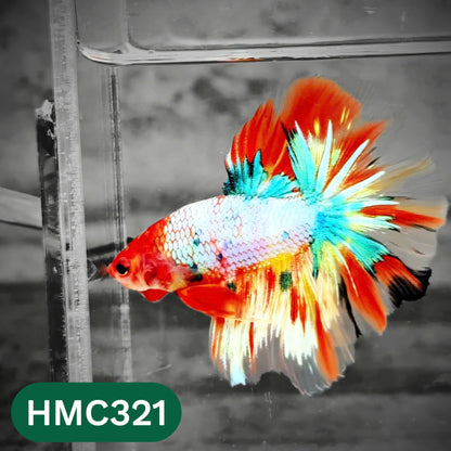 Multicolor Halfmoon Male Betta Fish | High Grade | Order Directly From Farm |  You Pick Fish |