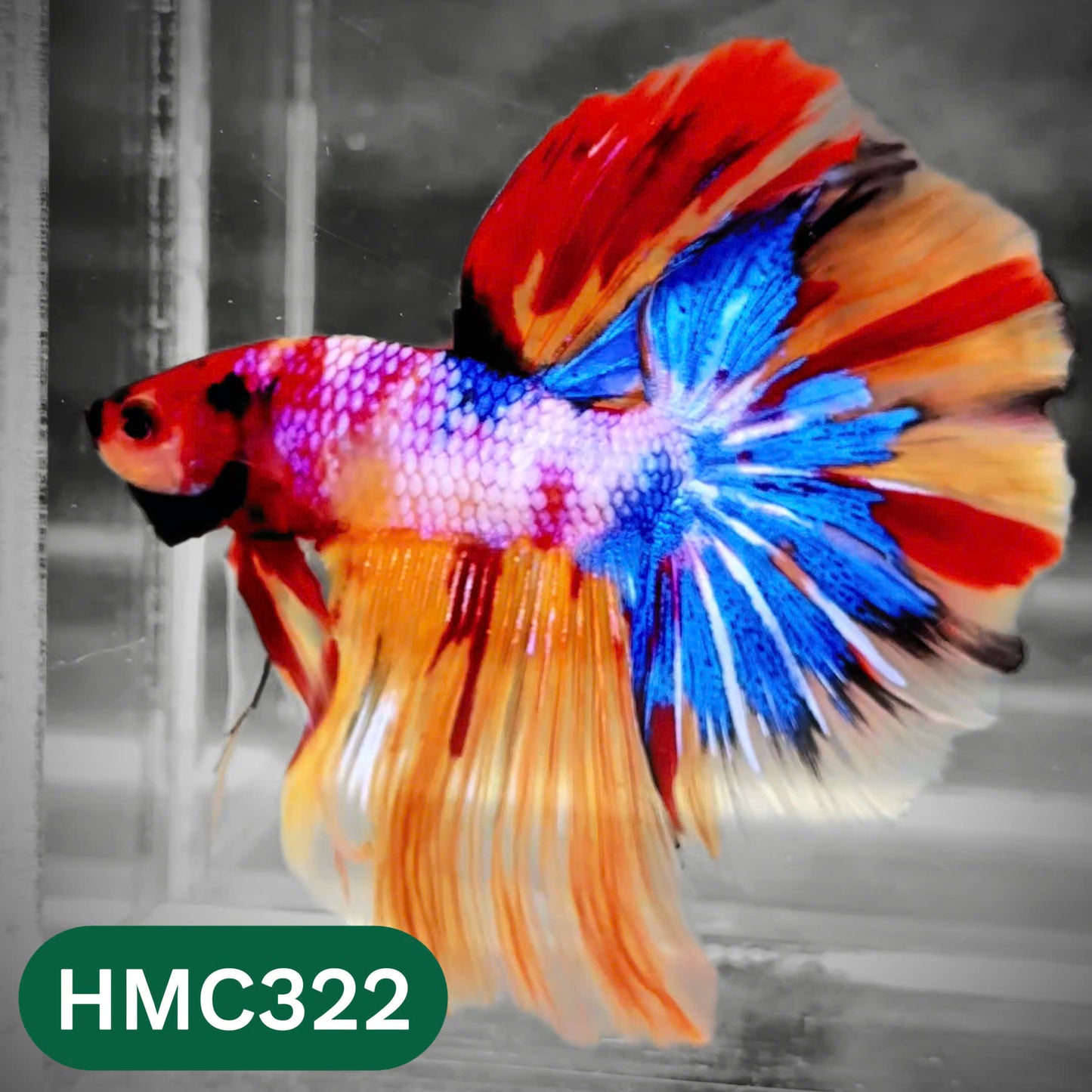 Multicolor Halfmoon Male Betta Fish | High Grade | Order Directly From Farm |  You Pick Fish |