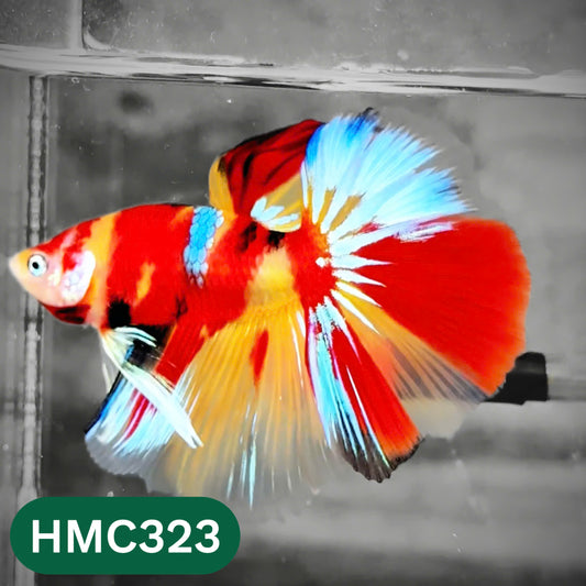 Multicolor Halfmoon Male Betta Fish | High Grade | Order Directly From Farm |  You Pick Fish |