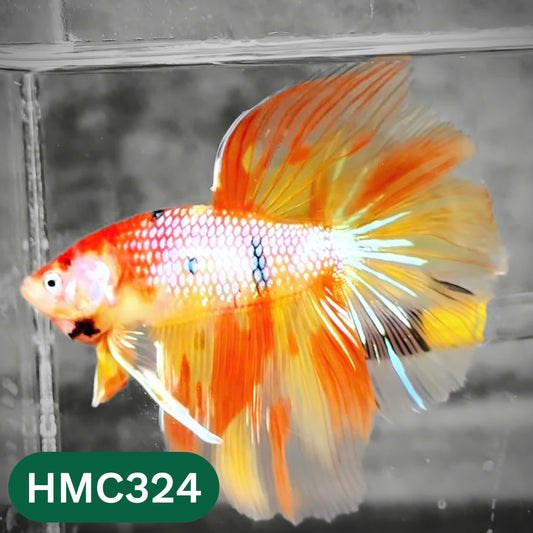 Multicolor Halfmoon Male Betta Fish | High Grade | Order Directly From Farm |  You Pick Fish |