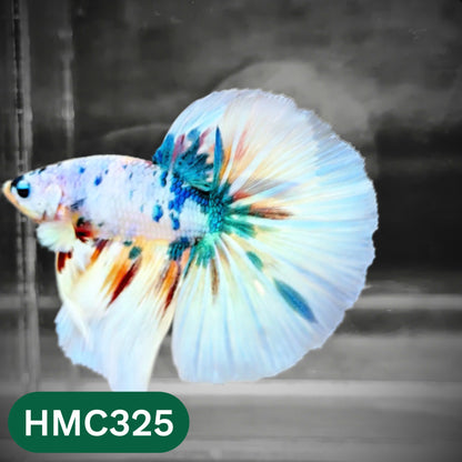 Multicolor Halfmoon Male Betta Fish | High Grade | Order Directly From Farm |  You Pick Fish |