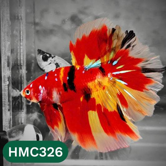 Multicolor Halfmoon Male Betta Fish | High Grade | Order Directly From Farm |  You Pick Fish |