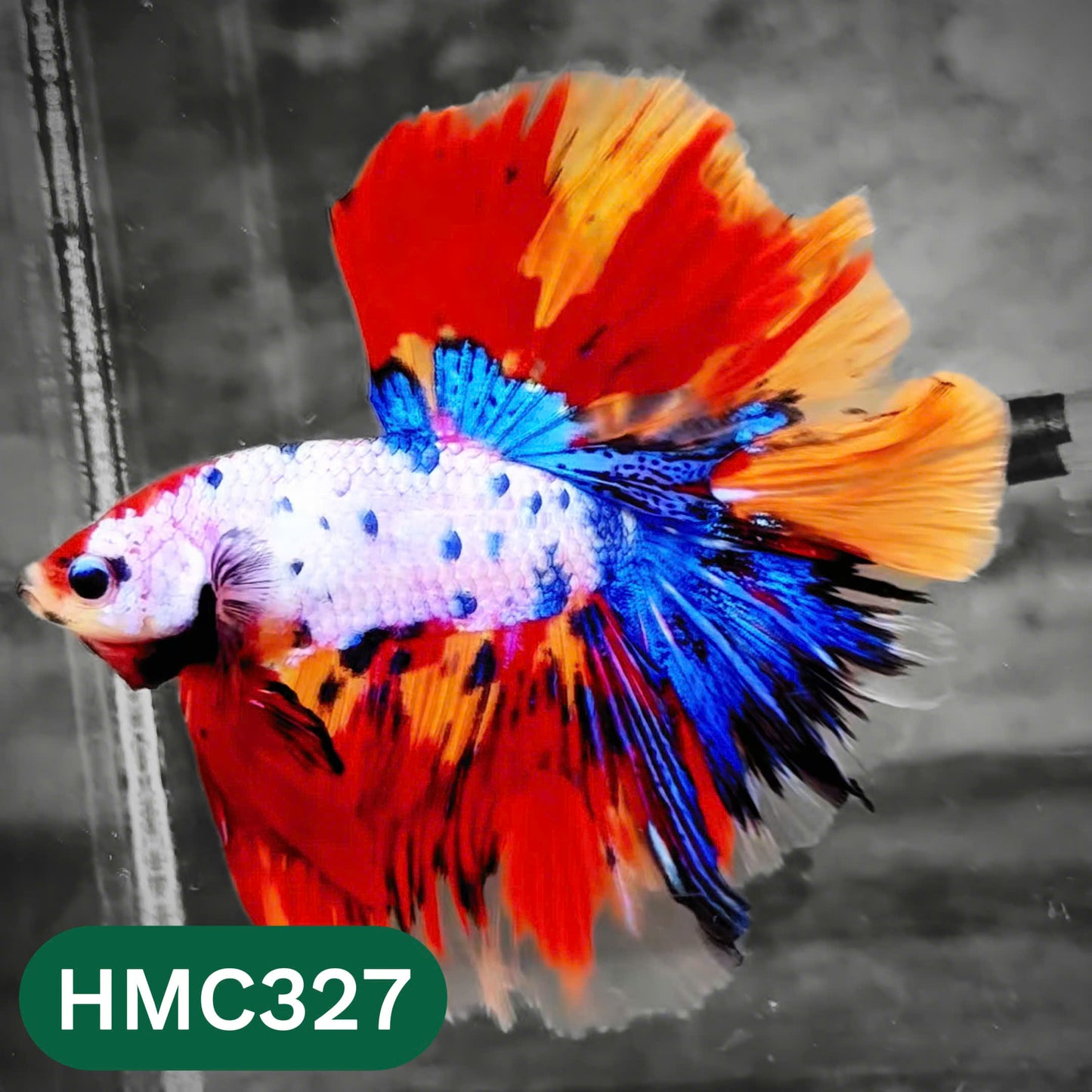 Multicolor Halfmoon Male Betta Fish | High Grade | Order Directly From Farm |  You Pick Fish |