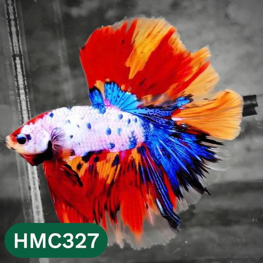 Multicolor Halfmoon Male Betta Fish | High Grade | Order Directly From Farm |  You Pick Fish |