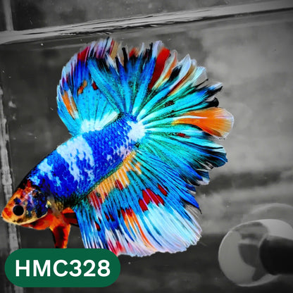 Multicolor Halfmoon Male Betta Fish | High Grade | Order Directly From Farm |  You Pick Fish |