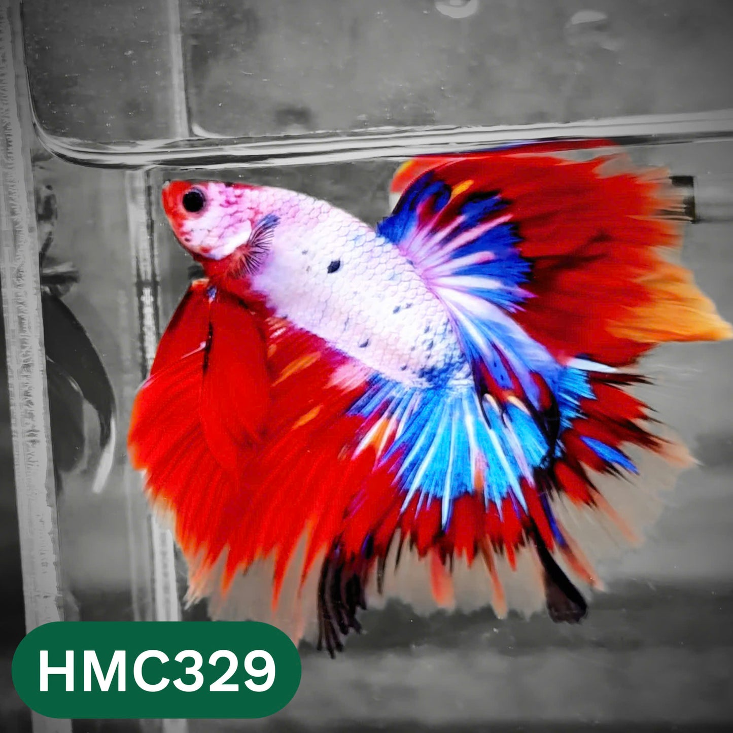 Multicolor Halfmoon Male Betta Fish | High Grade | Order Directly From Farm |  You Pick Fish |