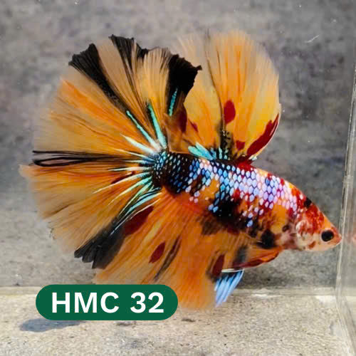 Multicolor Halfmoon Male Betta Fish | High Grade | Order Directly From Farm |  You Pick Fish |