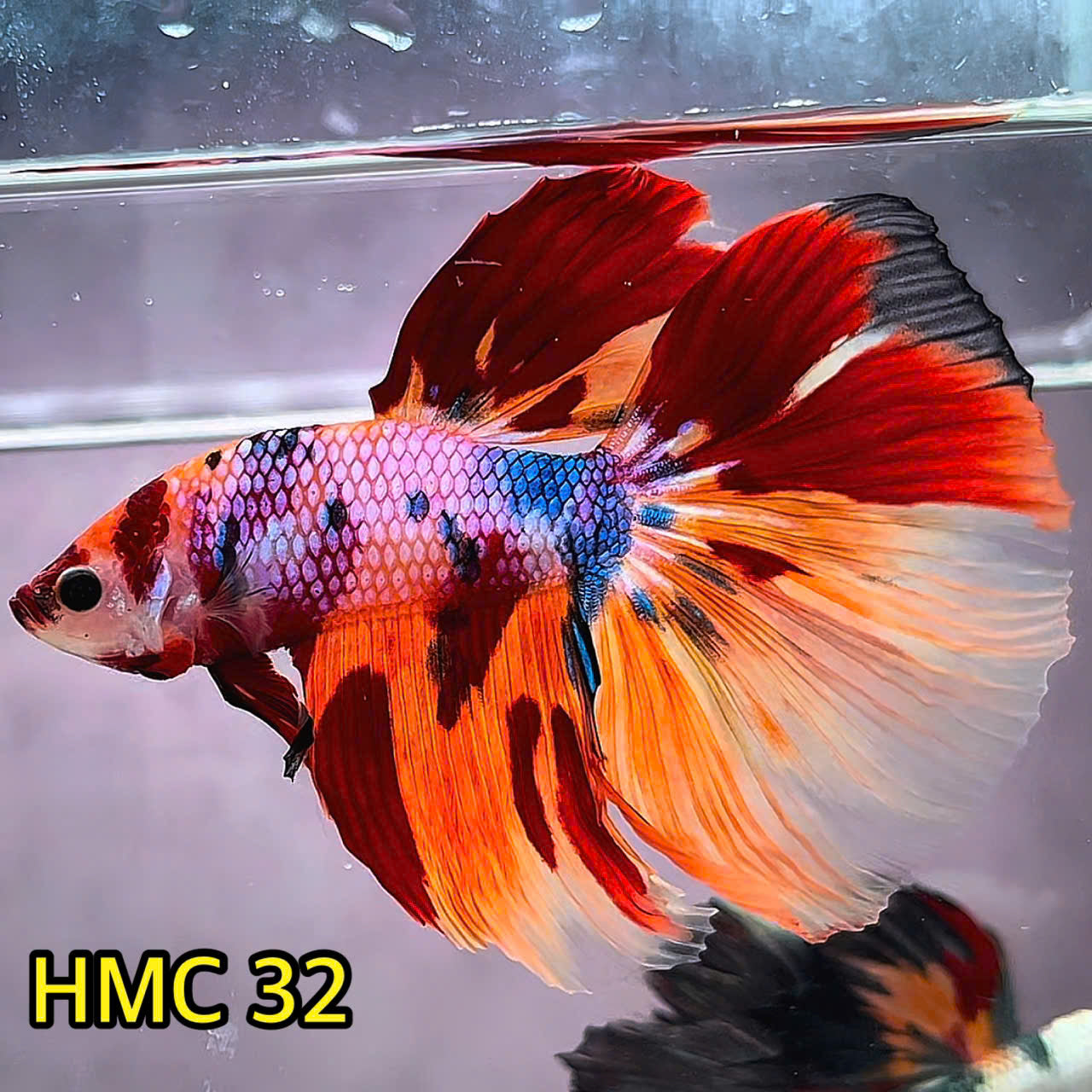 Multicolor Halfmoon Male Betta Fish | Order Directly From Farm | You Pick Fish