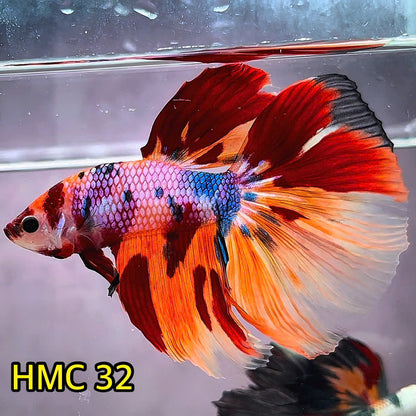 Multicolor Halfmoon Male Betta Fish | Order Directly From Farm | You Pick Fish