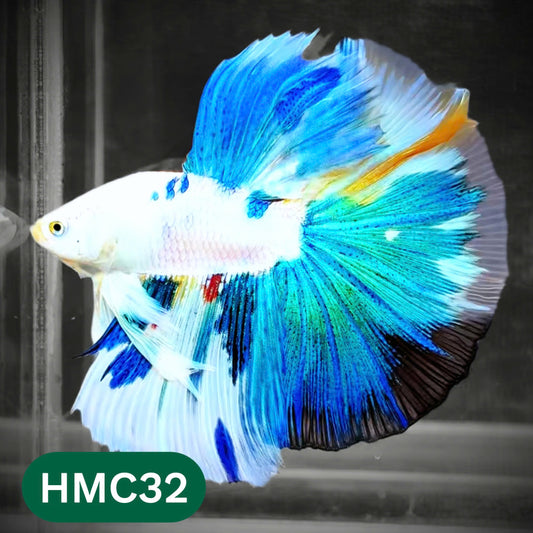 Multicolor Halfmoon Male Betta Fish | Order Directly From Farm | You Pick Fish
