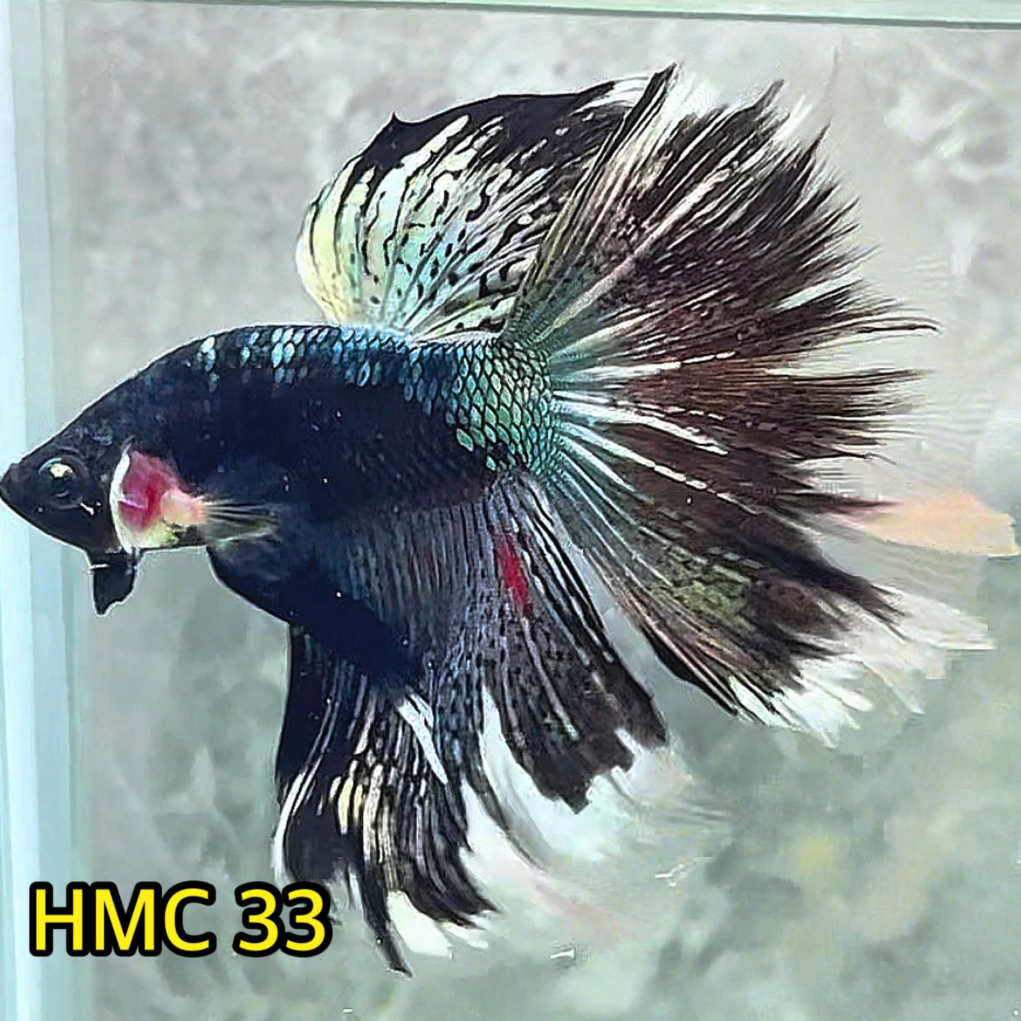 Multicolor Halfmoon Male Betta Fish | High Grade | Order Directly From Farm|  You Pick Fish |