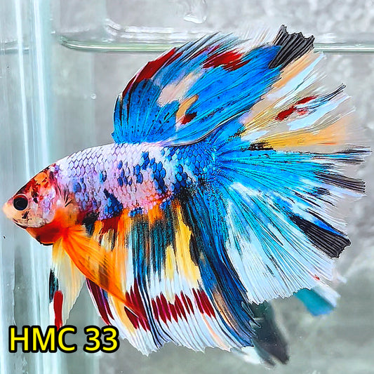 Multicolor Halfmoon Male Betta Fish | High Grade | Order Directly From Farm|  You Pick Fish |