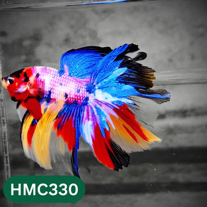 Multicolor Halfmoon Male Betta Fish | High Grade | Order Directly From Farm |  You Pick Fish |