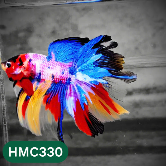 Multicolor Halfmoon Male Betta Fish | High Grade | Order Directly From Farm |  You Pick Fish |
