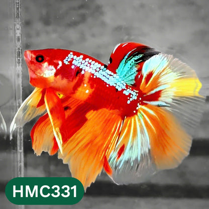 Multicolor Halfmoon Male Betta Fish | High Grade | Order Directly From Farm |  You Pick Fish |