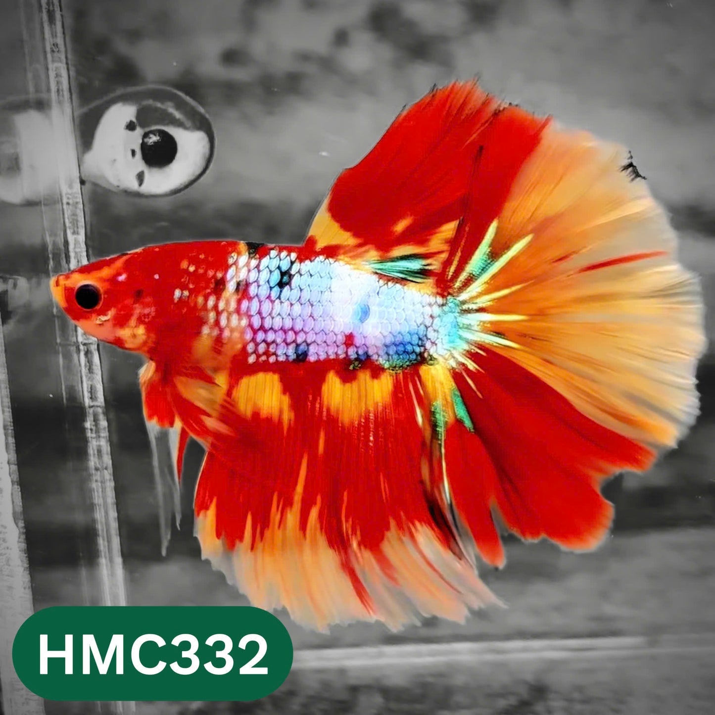 Multicolor Halfmoon Male Betta Fish | High Grade | Order Directly From Farm |  You Pick Fish |