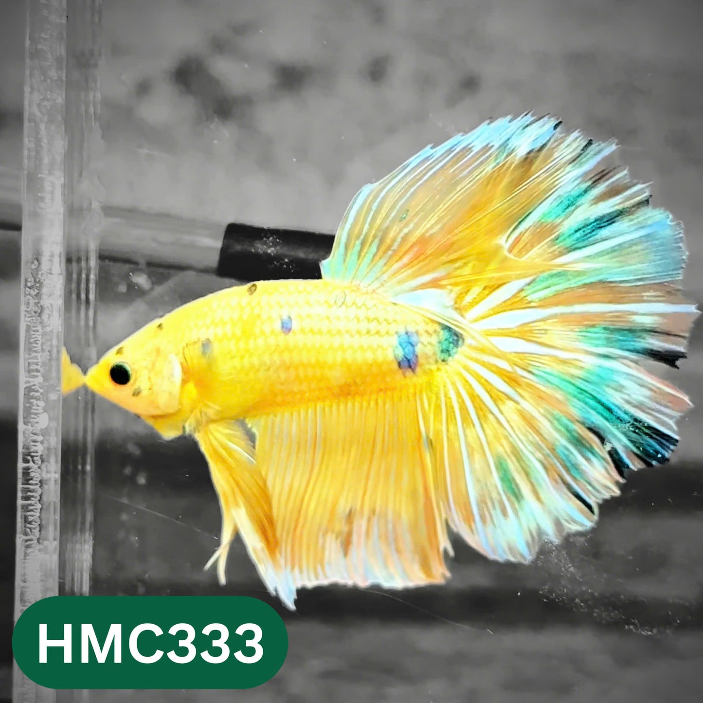 Multicolor Halfmoon Male Betta Fish | High Grade | Order Directly From Farm |  You Pick Fish |