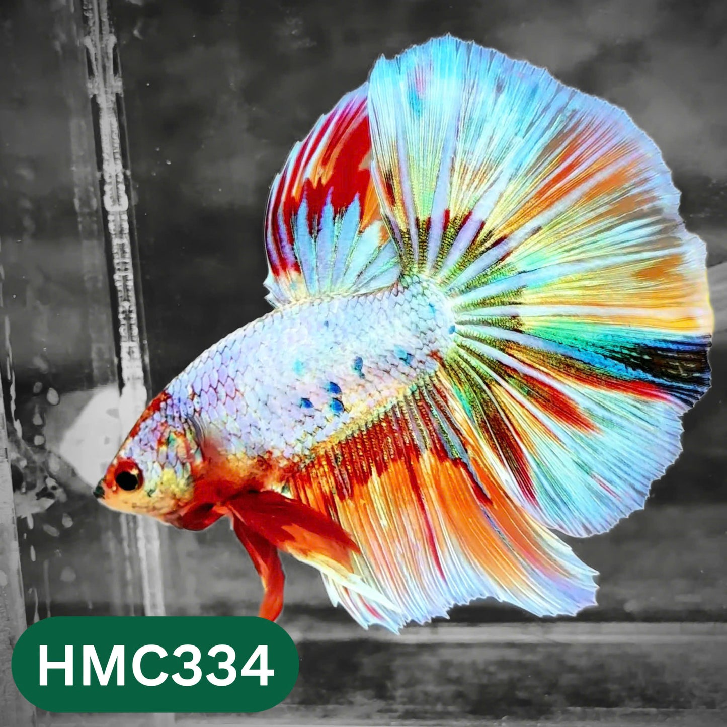 Multicolor Halfmoon Male Betta Fish | High Grade | Order Directly From Farm |  You Pick Fish |