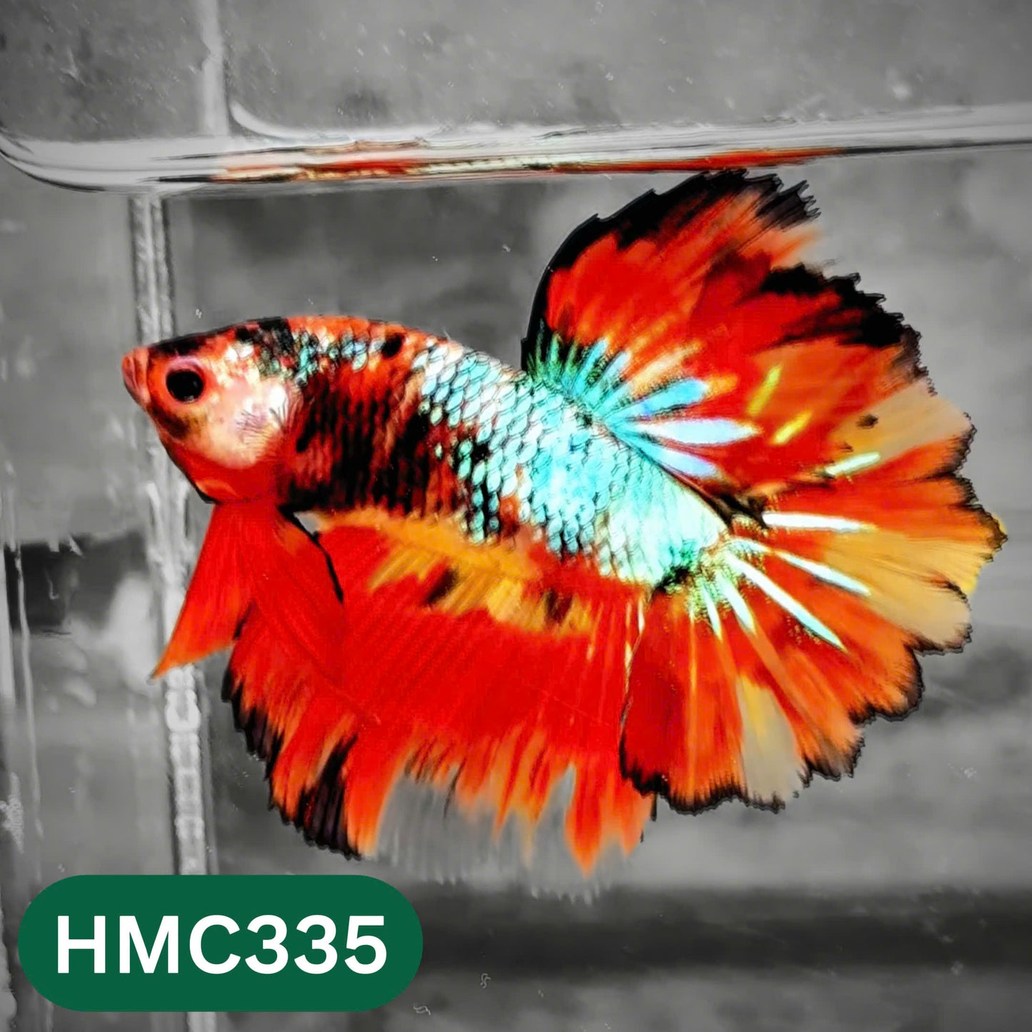 Multicolor Halfmoon Male Betta Fish | High Grade | Order Directly From Farm |  You Pick Fish |