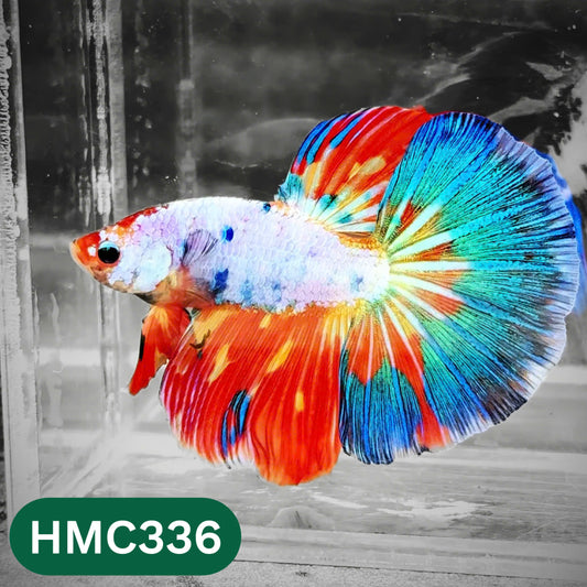 Multicolor Halfmoon Male Betta Fish | High Grade | Order Directly From Farm |  You Pick Fish |