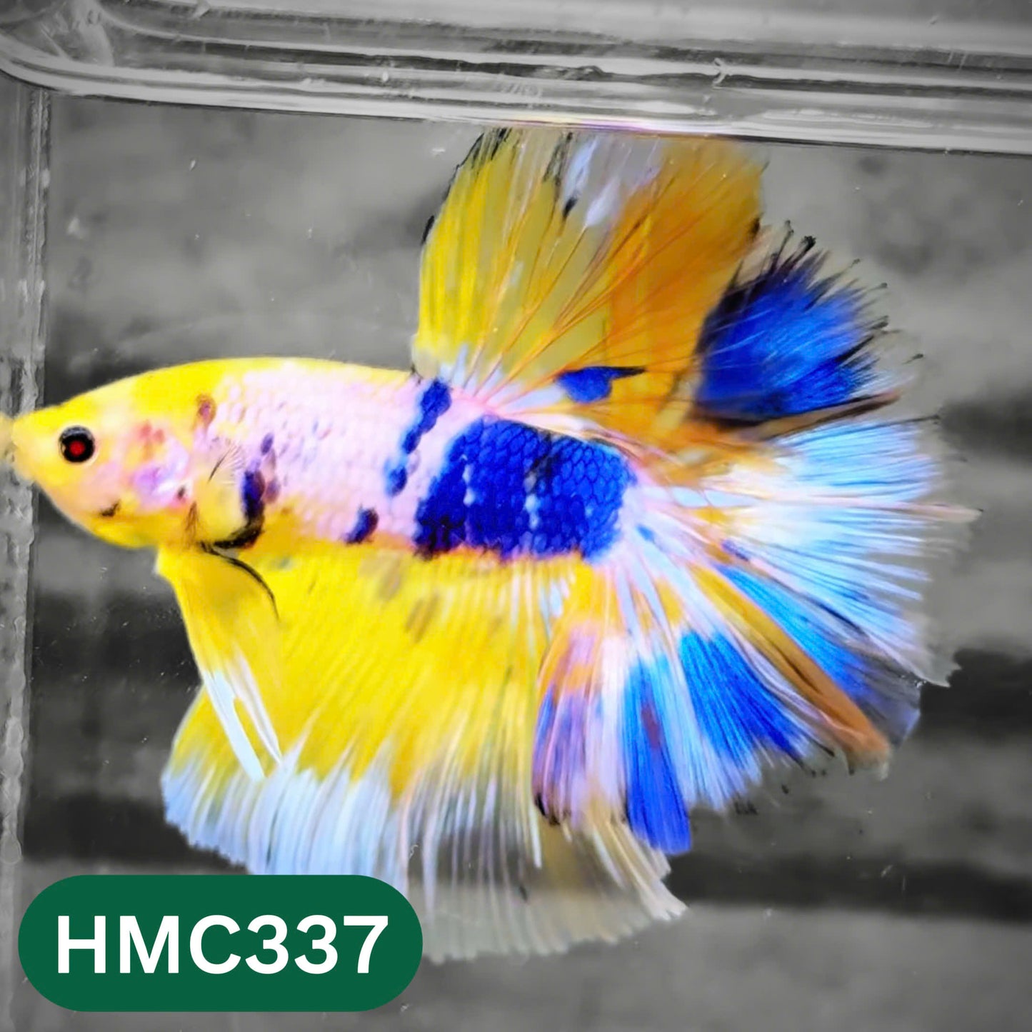 Multicolor Halfmoon Male Betta Fish | High Grade | Order Directly From Farm |  You Pick Fish |